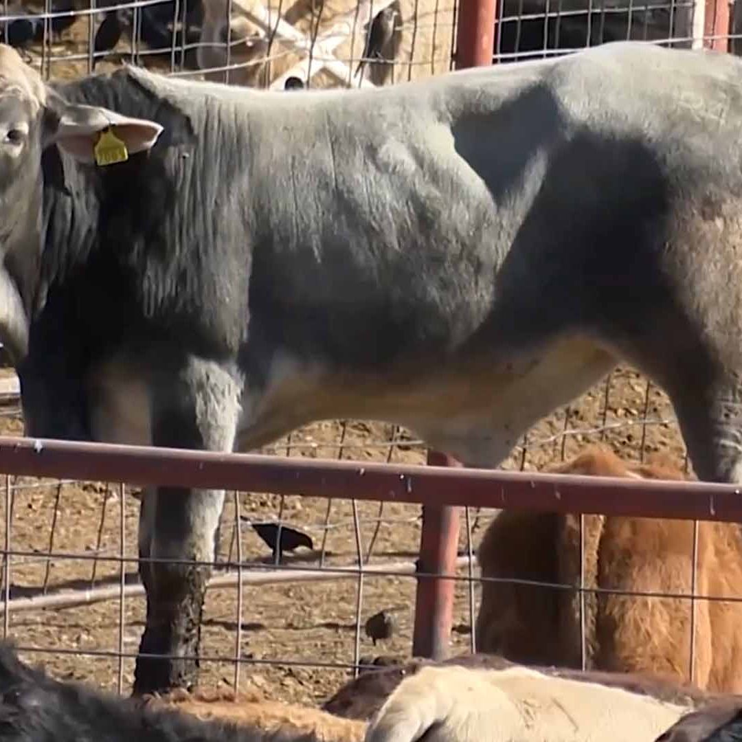 Detectan Primer Caso de Gusano Barrenador de Ganado en Castaños